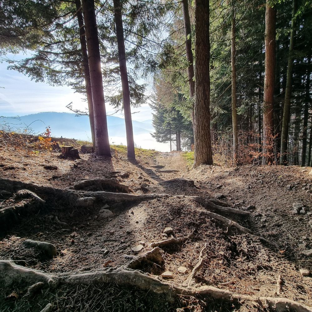 Grząski teren na trasie Bike Park Mosorny Groń