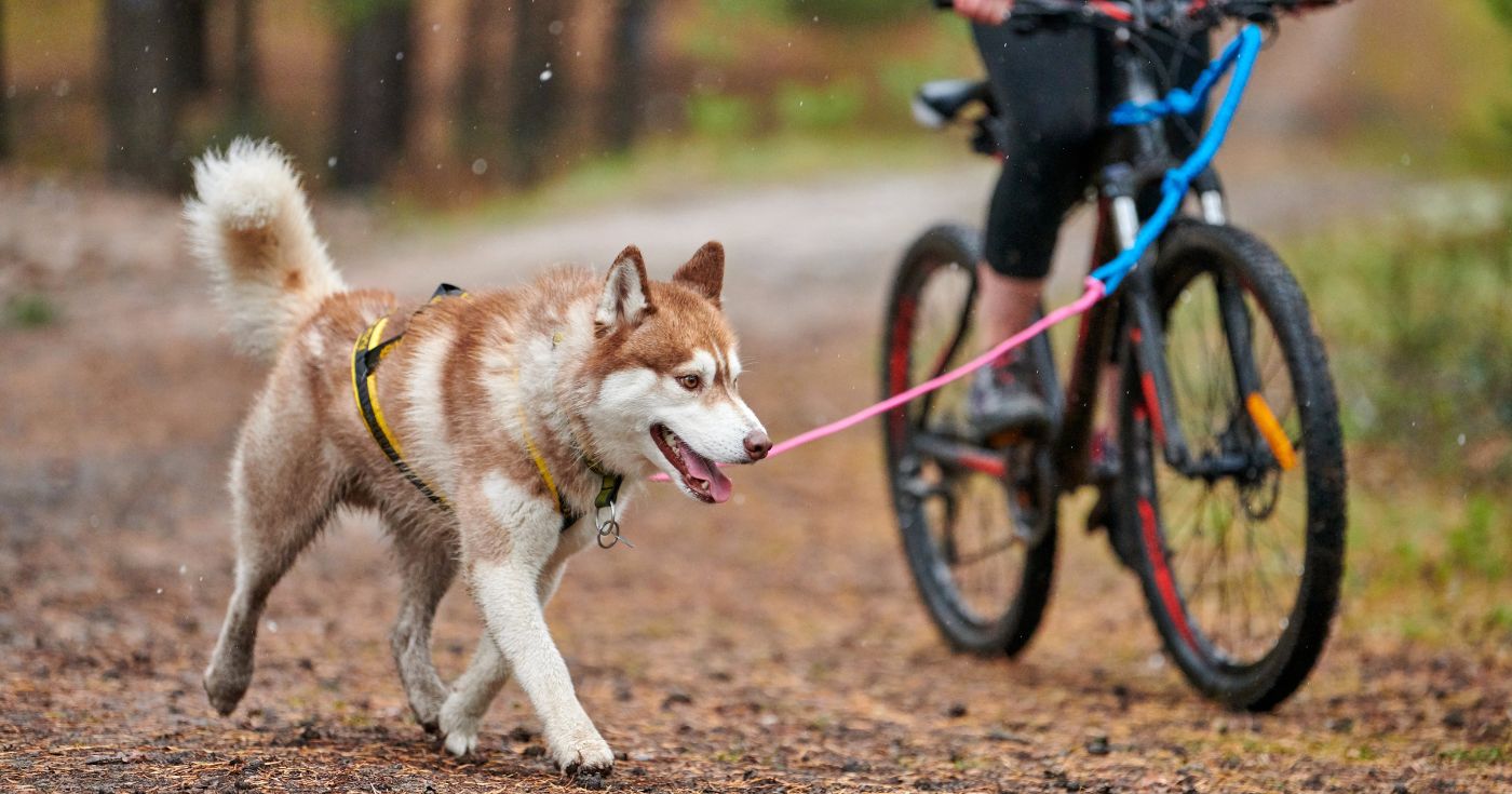 Sprzęt do bikejoringu